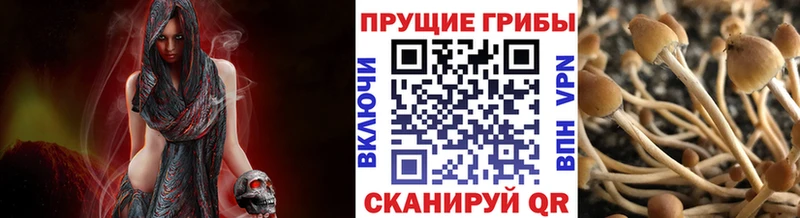 Псилоцибиновые грибы Psilocybine cubensis  Купить закладки  Карабаново 
